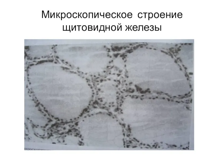 Микроскопическое строение щитовидной железы