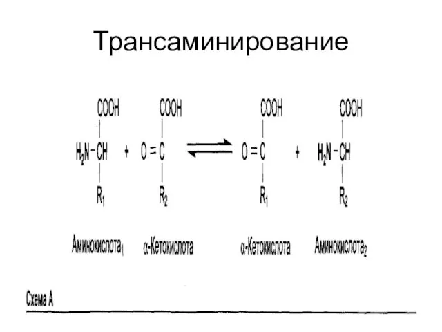 Трансаминирование