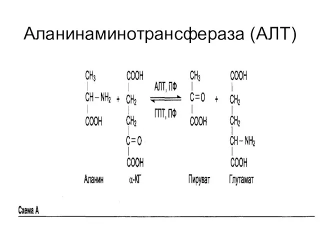 Аланинаминотрансфераза (АЛТ)