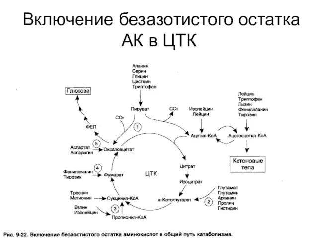 Включение безазотистого остатка АК в ЦТК