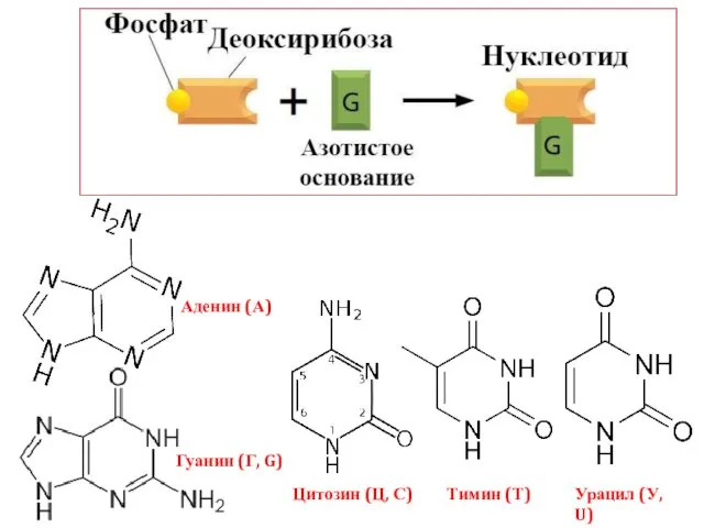 Аденин (А) Гуанин (Г, G) Тимин (Т) Урацил (У, U) Цитозин (Ц, С)