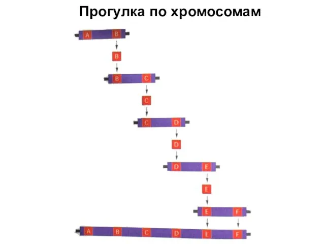 Прогулка по хромосомам