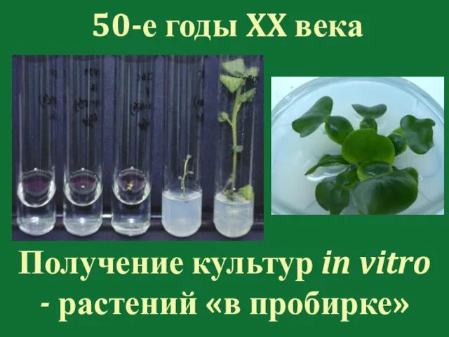 50-е годы XX века Получение культур in vitro - растений «в пробирке»