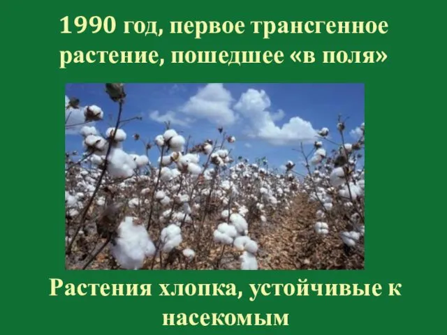 1990 год, первое трансгенное растение, пошедшее «в поля» Растения хлопка, устойчивые к насекомым