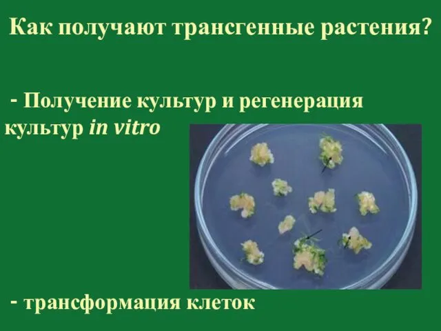 - трансформация клеток Как получают трансгенные растения? - Получение культур и регенерация культур in vitro