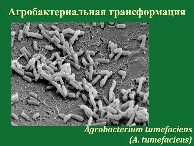 Агробактериальная трансформация Agrobacterium tumefaciens (A. tumefaciens)