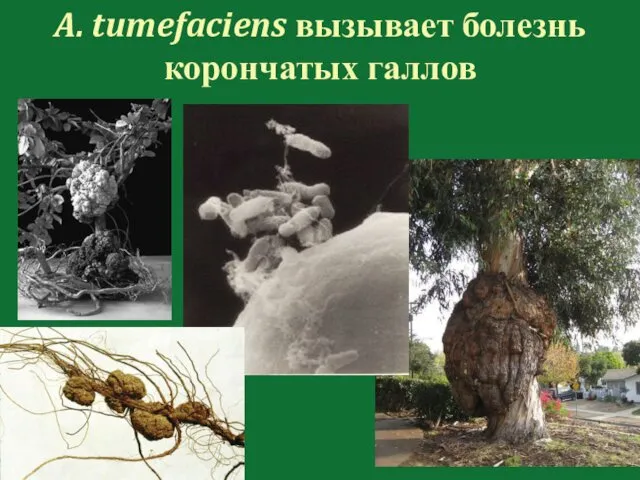 A. tumefaciens вызывает болезнь корончатых галлов