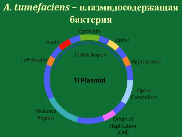 A. tumefaciens – плазмидосодержащая бактерия