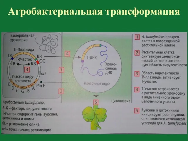 Агробактериальная трансформация