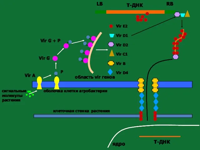 клеточная стенка растения оболочка клетки агробактерии Vir A сигнальные молекулы