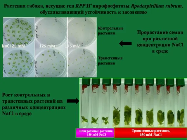 Контрольные растения, 150 mM NaCl Трансгенные растения, 150 mM NaCl