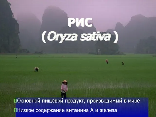 РИС (Oryza sativa ) Основной пищевой продукт, производимый в мире Низкое содержание витамина А и железа