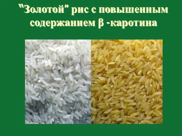 “Золотой” рис с повышенным содержанием β -каротина