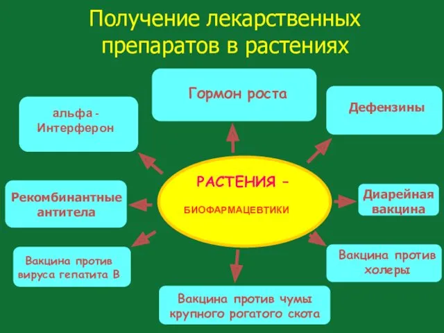 Получение лекарственных препаратов в растениях РАСТЕНИЯ – БИОФАРМАЦЕВТИКИ