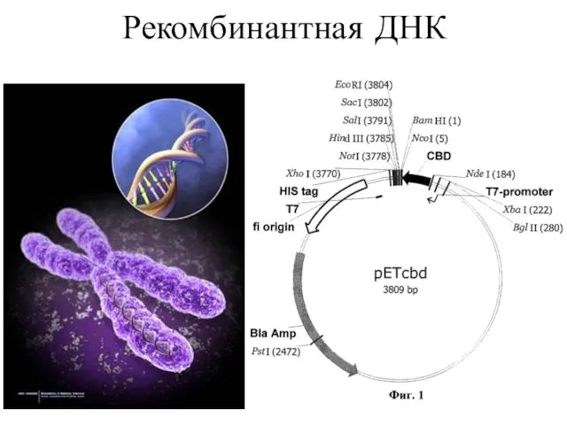 Рекомбинантная ДНК