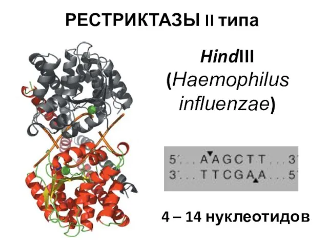 РЕСТРИКТАЗЫ II типа HindIII (Haemophilus influenzae) 4 – 14 нуклеотидов