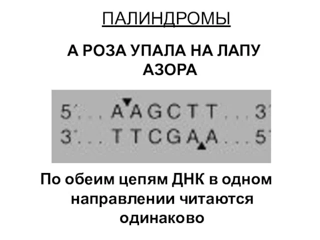 ПАЛИНДРОМЫ А РОЗА УПАЛА НА ЛАПУ АЗОРА По обеим цепям ДНК в одном направлении читаются одинаково