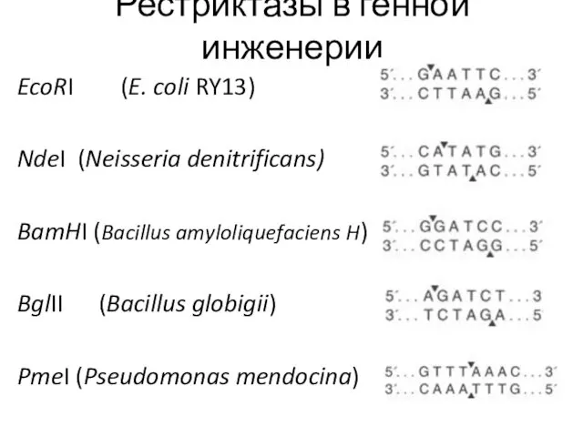 Рестриктазы в генной инженерии EcoRI (E. coli RY13) NdeI (Neisseria
