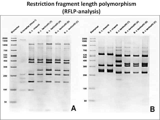 Restriction fragment length polymorphism (RFLP-analysis)