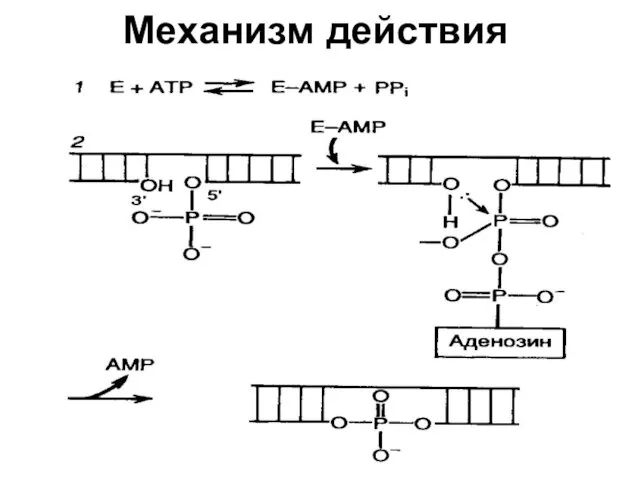 Механизм действия