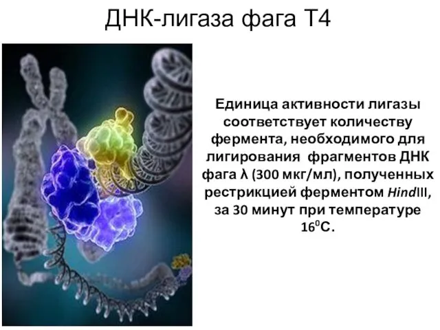 ДНК-лигаза фага Т4 Единица активности лигазы соответствует количеству фермента, необходимого