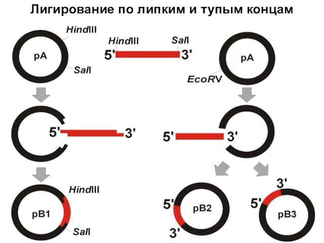 Лигирование по липким и тупым концам