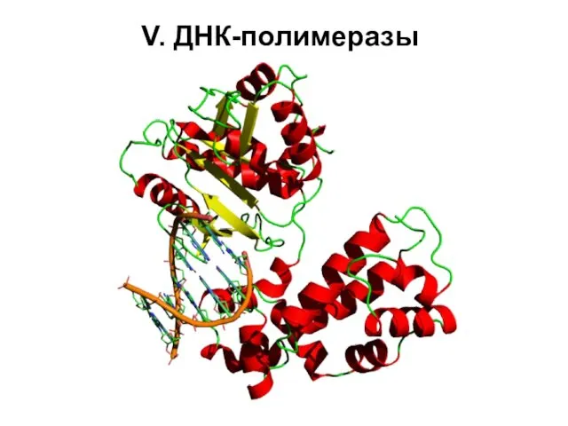 V. ДНК-полимеразы
