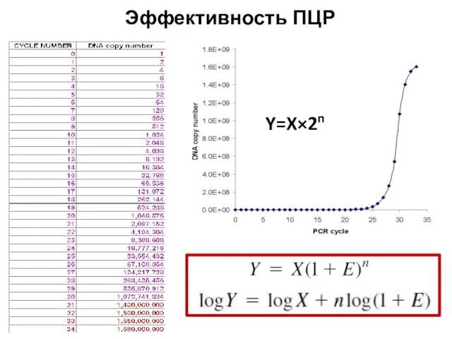 Эффективность ПЦР Y=X×2n