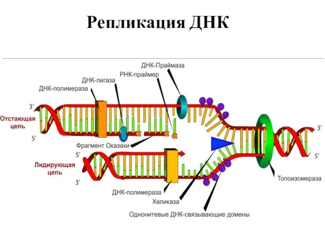 Репликация ДНК