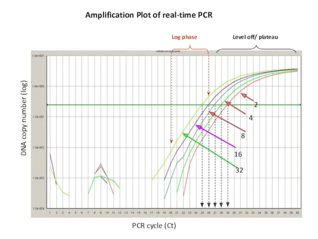 Amplification Plot of real-time PCR DNA copy number (log) PCR cycle (Ct)