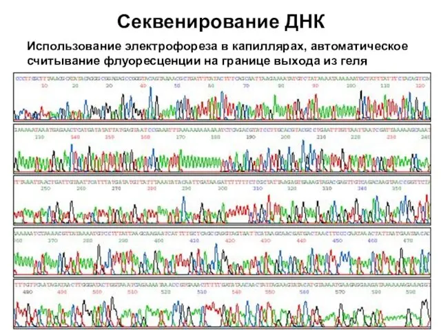 Секвенирование ДНК Использование электрофореза в капиллярах, автоматическое считывание флуоресценции на границе выхода из геля