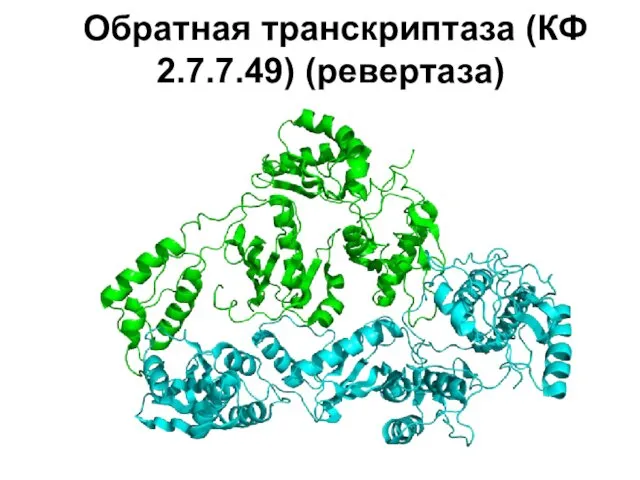 Обратная транскриптаза (КФ 2.7.7.49) (ревертаза)