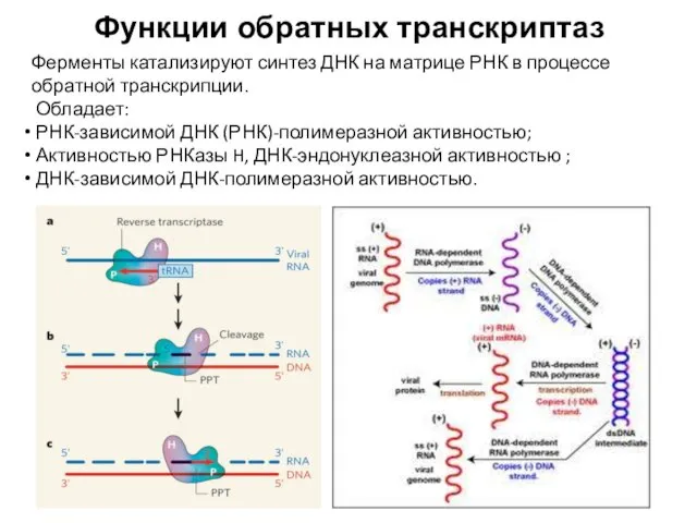 Функции обратных транскриптаз Ферменты катализируют синтез ДНК на матрице РНК