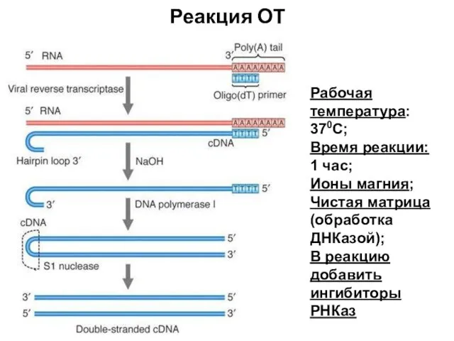 Реакция ОТ Рабочая температура: 370С; Время реакции: 1 час; Ионы