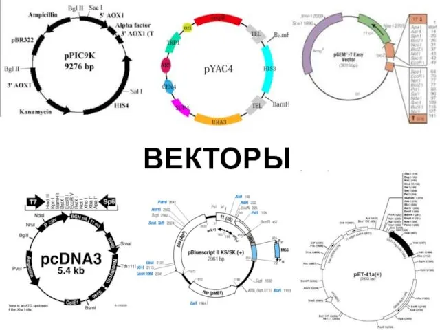 ВЕКТОРЫ