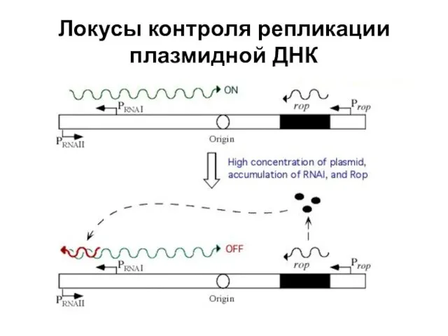 Локусы контроля репликации плазмидной ДНК