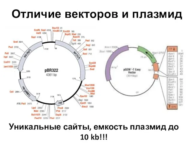 Отличие векторов и плазмид Уникальные сайты, емкость плазмид до 10 kb!!!