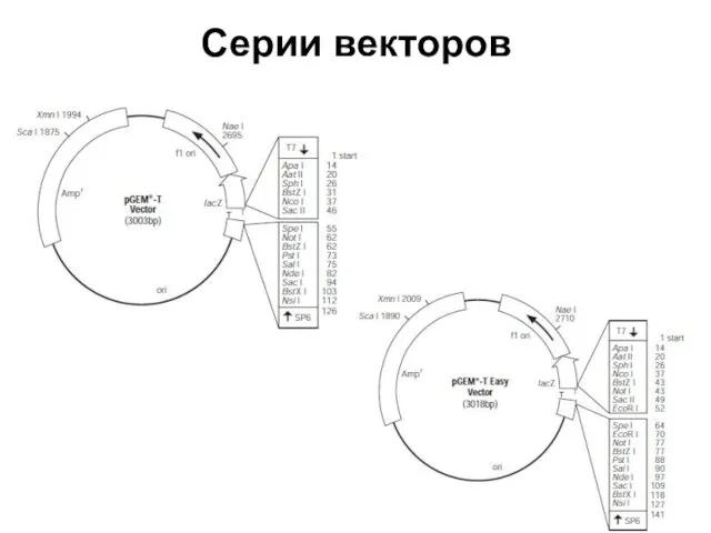 Серии векторов