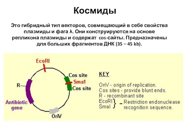 Космиды Это гибридный тип векторов, совмещающий в себе свойства плазмиды