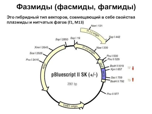 Фазмиды (фасмиды, фагмиды) Это гибридный тип векторов, совмещающий в себе