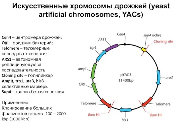 Искусственные хромосомы дрожжей (yeast artificial chromosomes, YACs) Cen4 – центромера