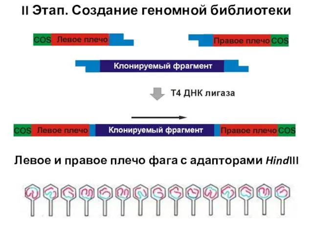 II Этап. Создание геномной библиотеки Левое и правое плечо фага с адапторами HindIII