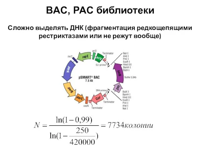 BAC, PAC библиотеки Сложно выделять ДНК (фрагментация редкощепящими рестриктазами или не режут вообще)
