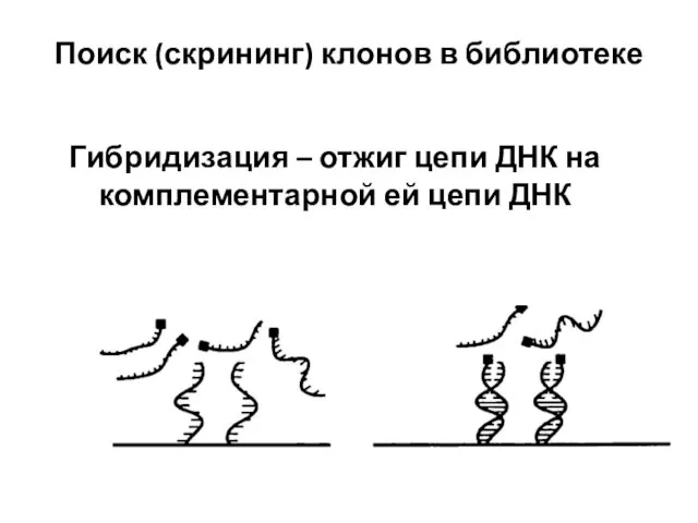 Поиск (скрининг) клонов в библиотеке Гибридизация – отжиг цепи ДНК на комплементарной ей цепи ДНК