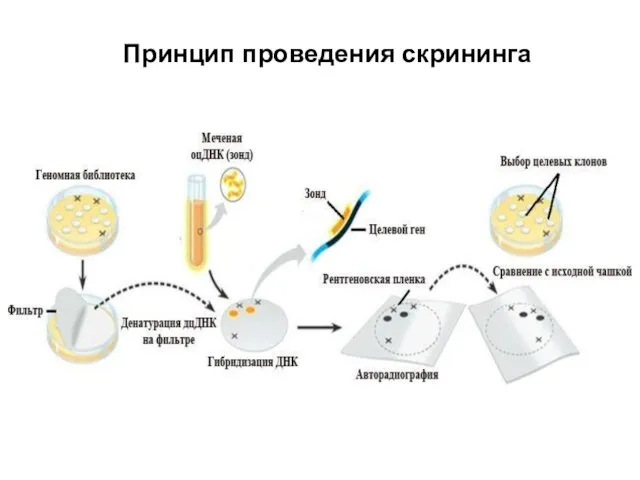 Принцип проведения скрининга