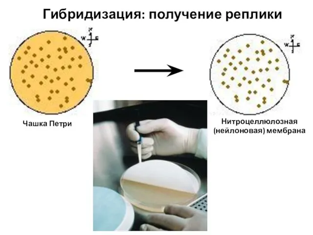 Гибридизация: получение реплики Чашка Петри Нитроцеллюлозная (нейлоновая) мембрана