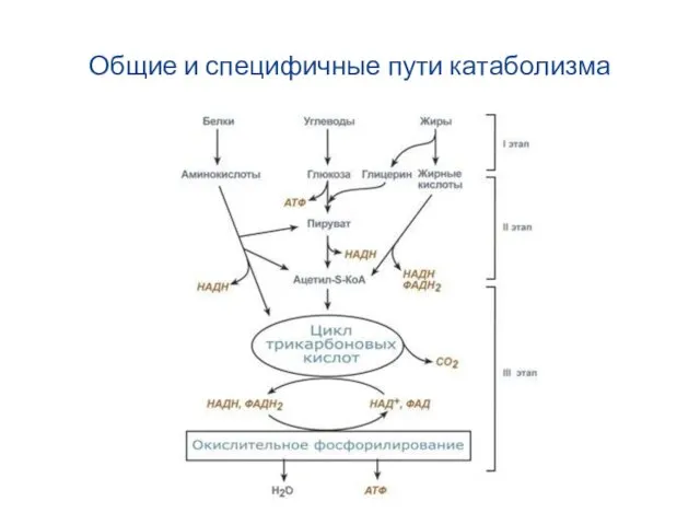 Общие и специфичные пути катаболизма