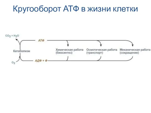 Кругооборот АТФ в жизни клетки