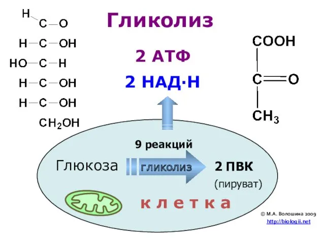 Глюкоза 2 ПВК Гликолиз к л е т к а