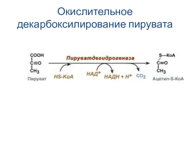 Окислительное декарбоксилирование пирувата